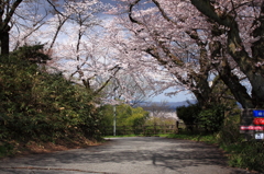 満開で～すね　(^'^)