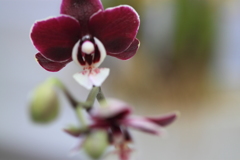 フアレノプシス