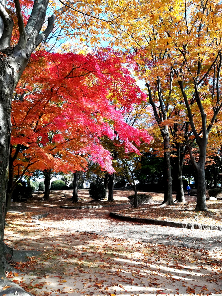 秋の公園散策　１