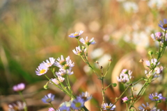 野の花