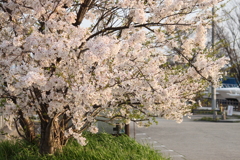 ヨットハーバーの桜