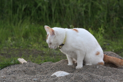 何を隠したのかな