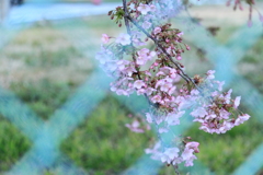 ほのかに香る河津桜
