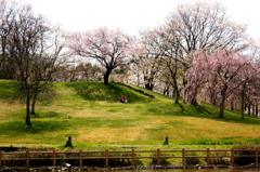 お花見びより