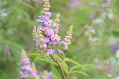 この花何のお花・・丈長の木に咲いてましたよ～＾＾