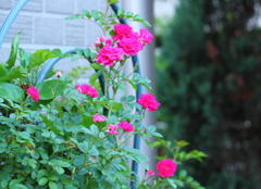 薔薇さん・・今日も一日宜しくね！