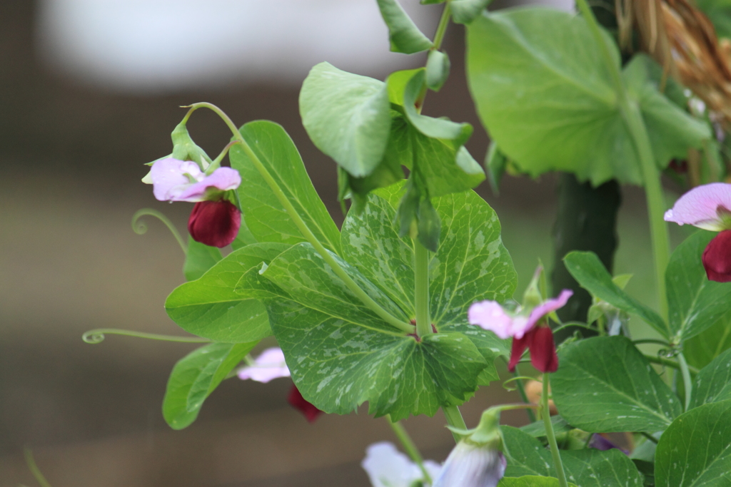 畑の可愛いお花・・エンドウのお花