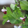 畑の可愛いお花・・エンドウのお花