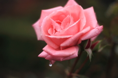 薔薇の華　１