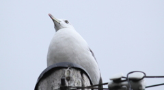 堂々たる番兵さん＾＾