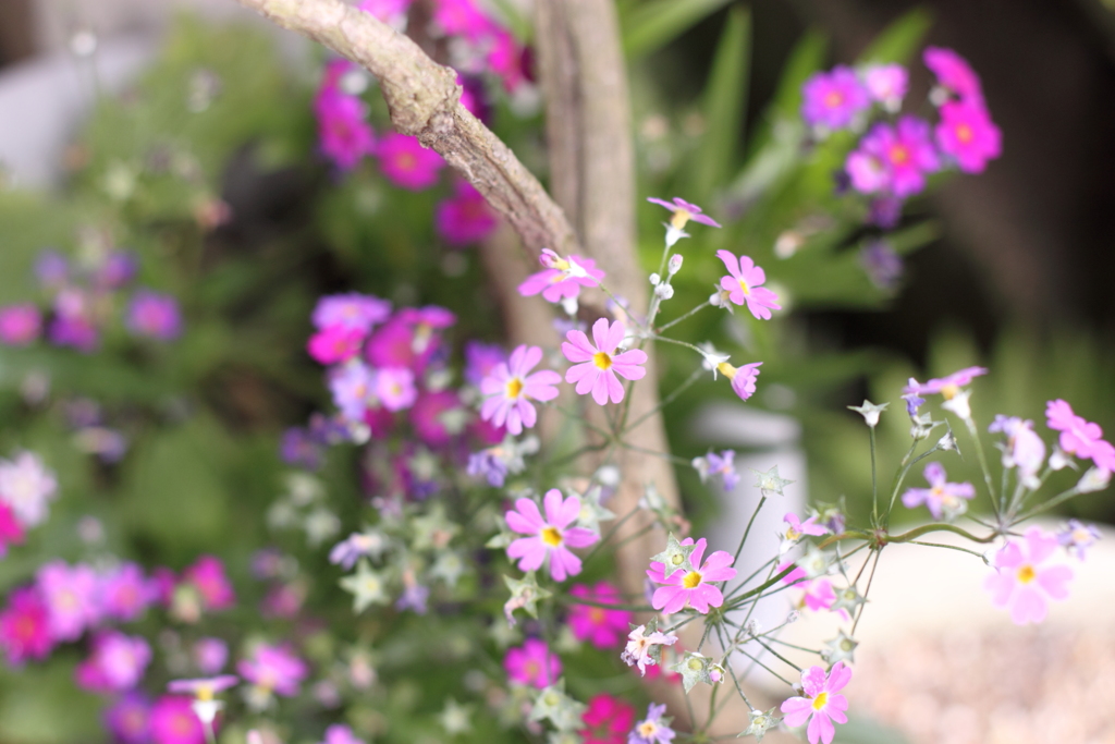 愛らしい桜草　＾＾