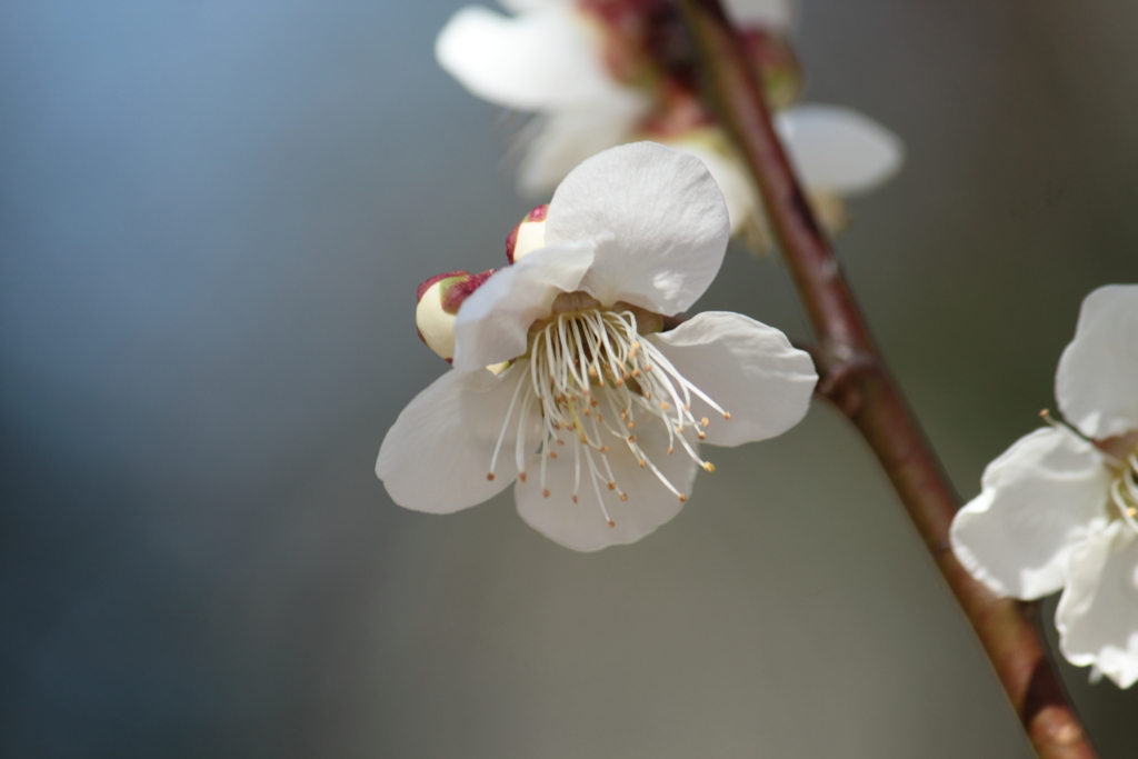 今日は梅日和・・清楚な白梅