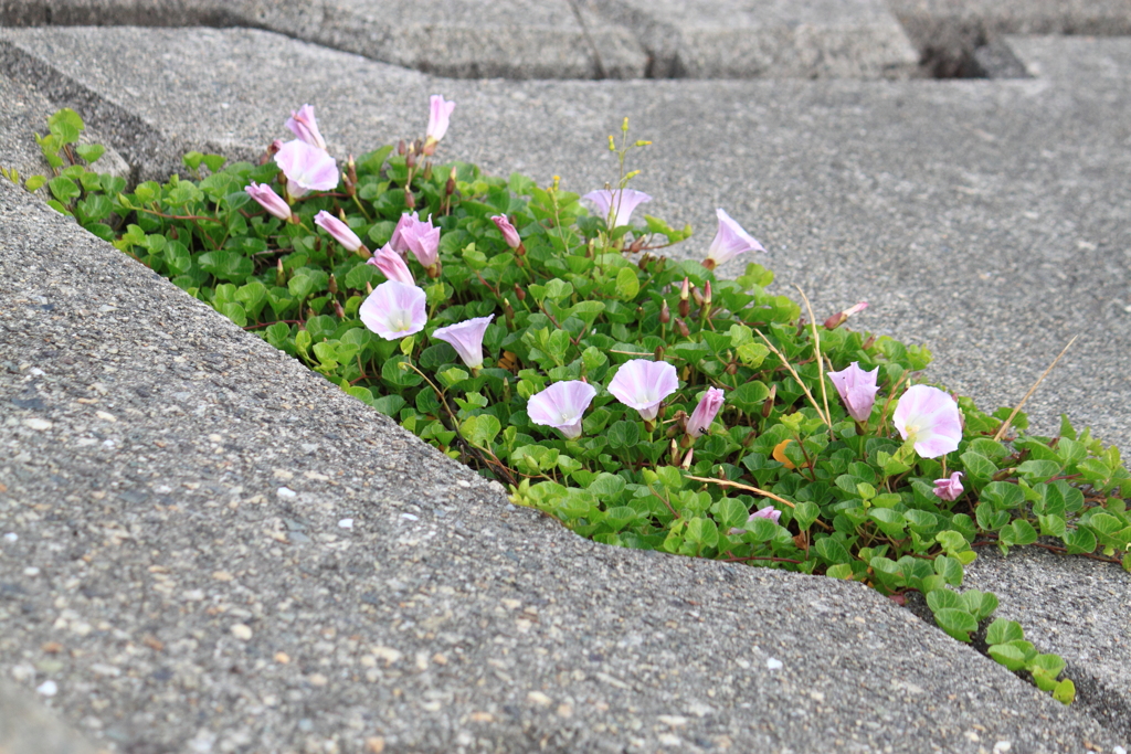 浜の生け花・・ハマヒルガオ