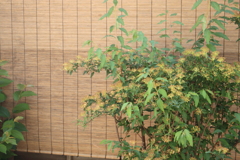 風流