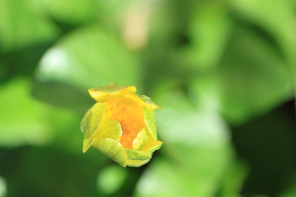 路傍の華