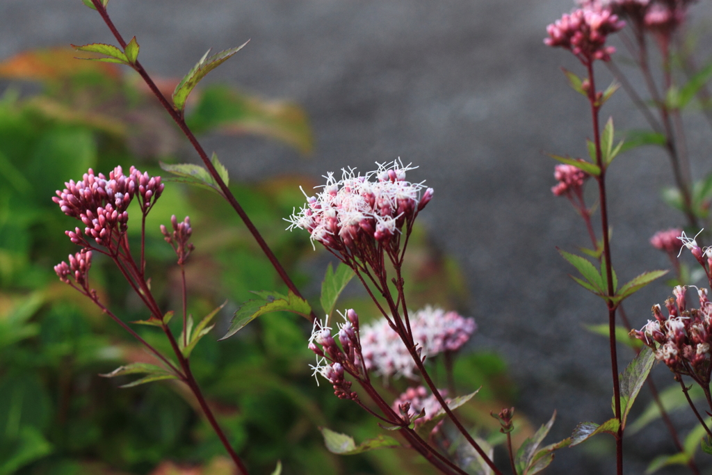 秋を感じる野の草花..フジバカマ