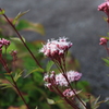 秋を感じる野の草花..フジバカマ