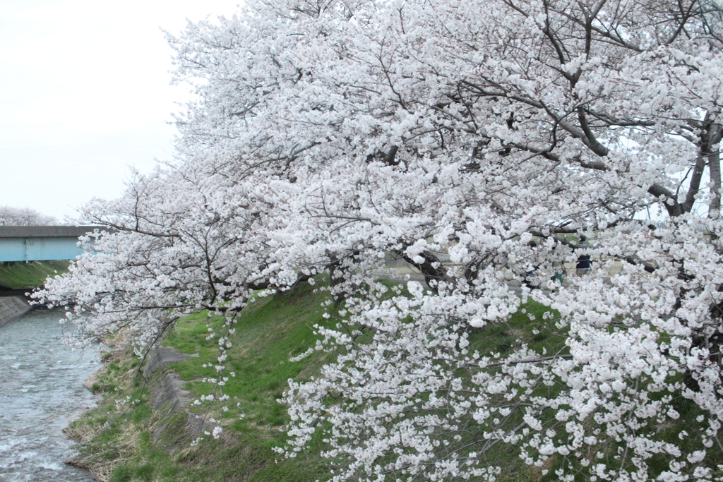 車窓より朝日町の桜