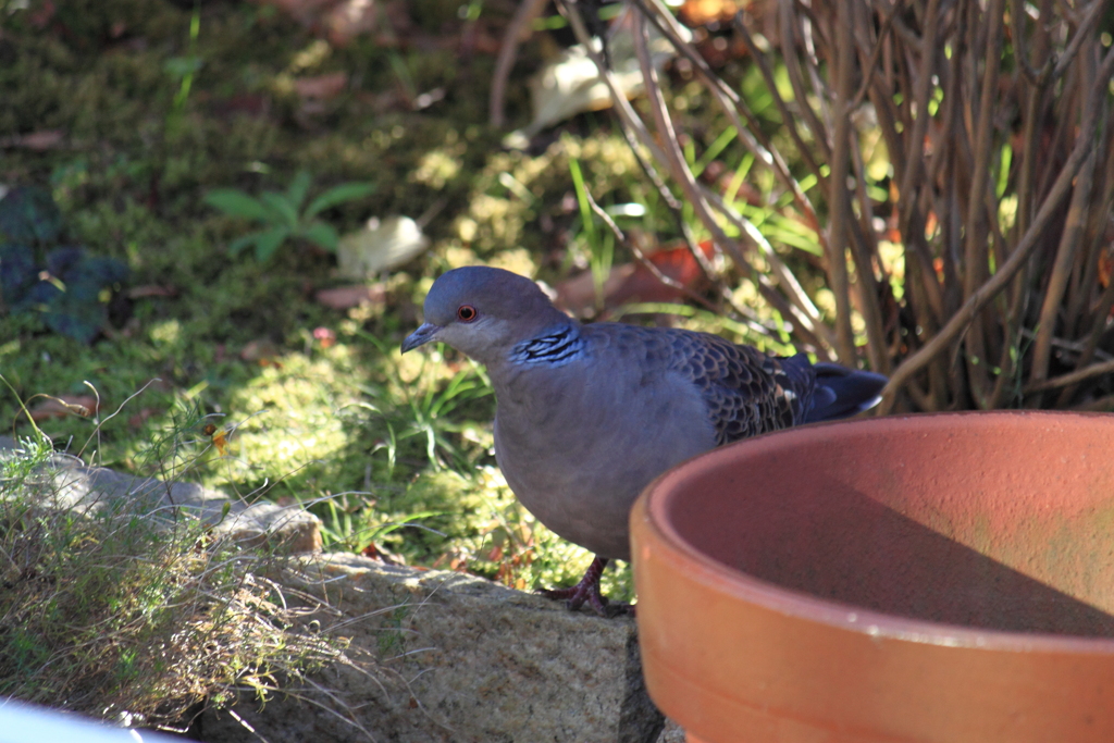 珍しく鳩が～　＾＾