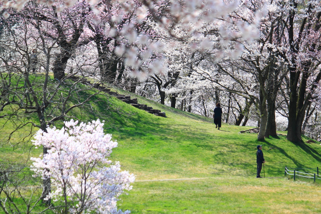 お花見日和　１