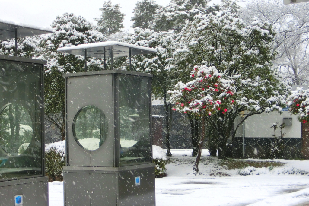 雪の降る町を～♪