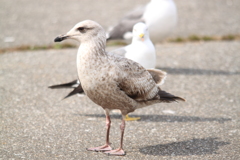 一点集中ちゅう