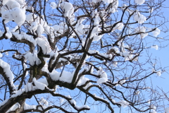厳しい冬だが、もうすぐ暖かくなるよ～