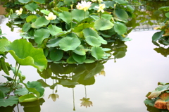 蓮池
