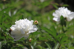 芍薬　１