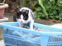 わたし、野良ですが・・何か　( ｀ー´)ノ