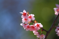 コシノカモ桜