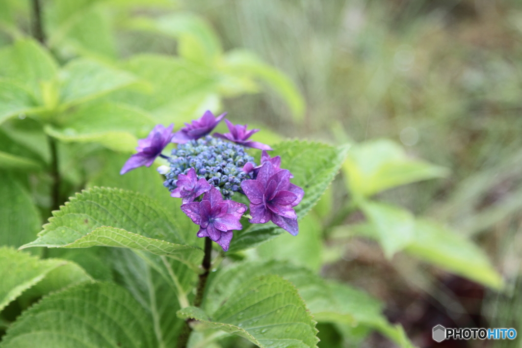 小雨のなかの紫陽花