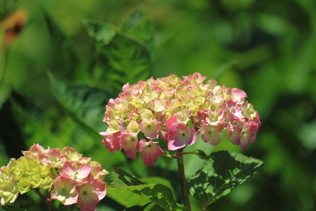 紫陽花　１
