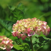 紫陽花　１