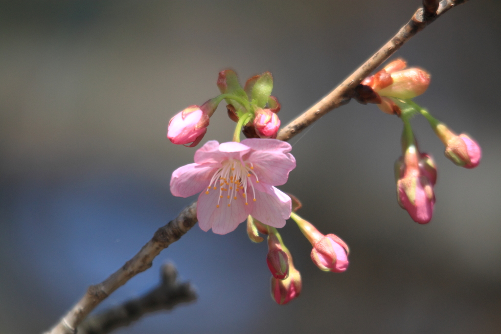 綺麗なピンクが惹きつける河津桜　
