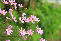 あちこちに秋桜・・いつまでもこのままで