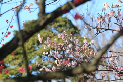 梅の華・・饗宴