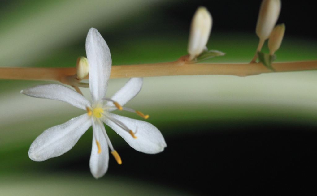 初めて見れたオリズルランの花