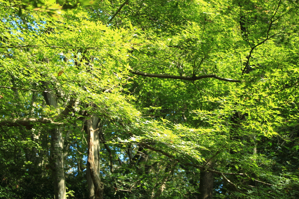 今年は、どんな紅葉になるのでしょうか