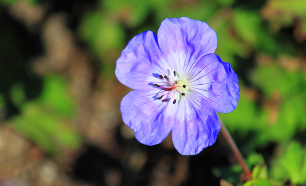 造花みたいな花びら