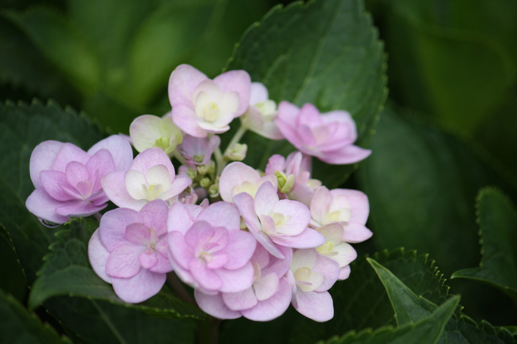 紫陽花３
