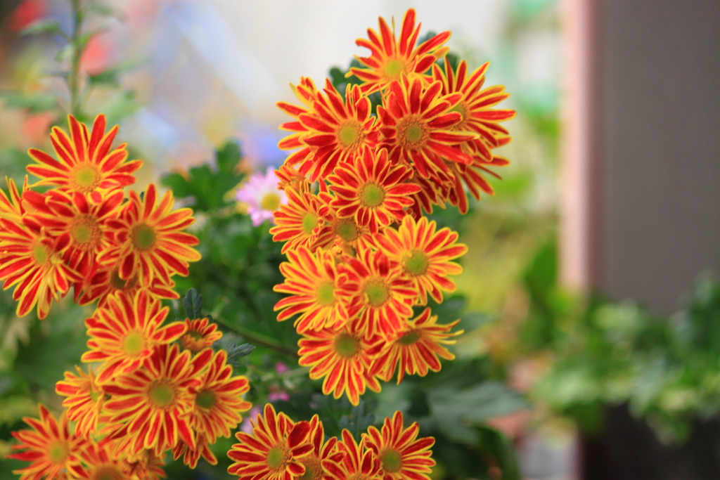 綺麗な花よ～菊の花～♪