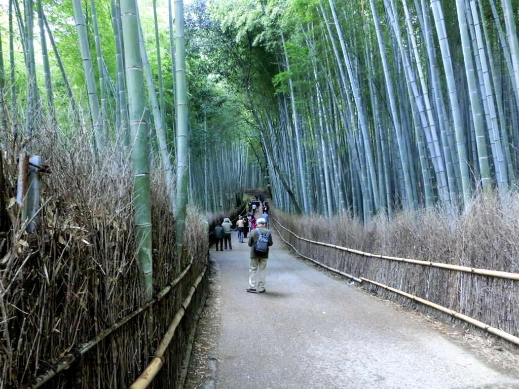 京都竹林散策