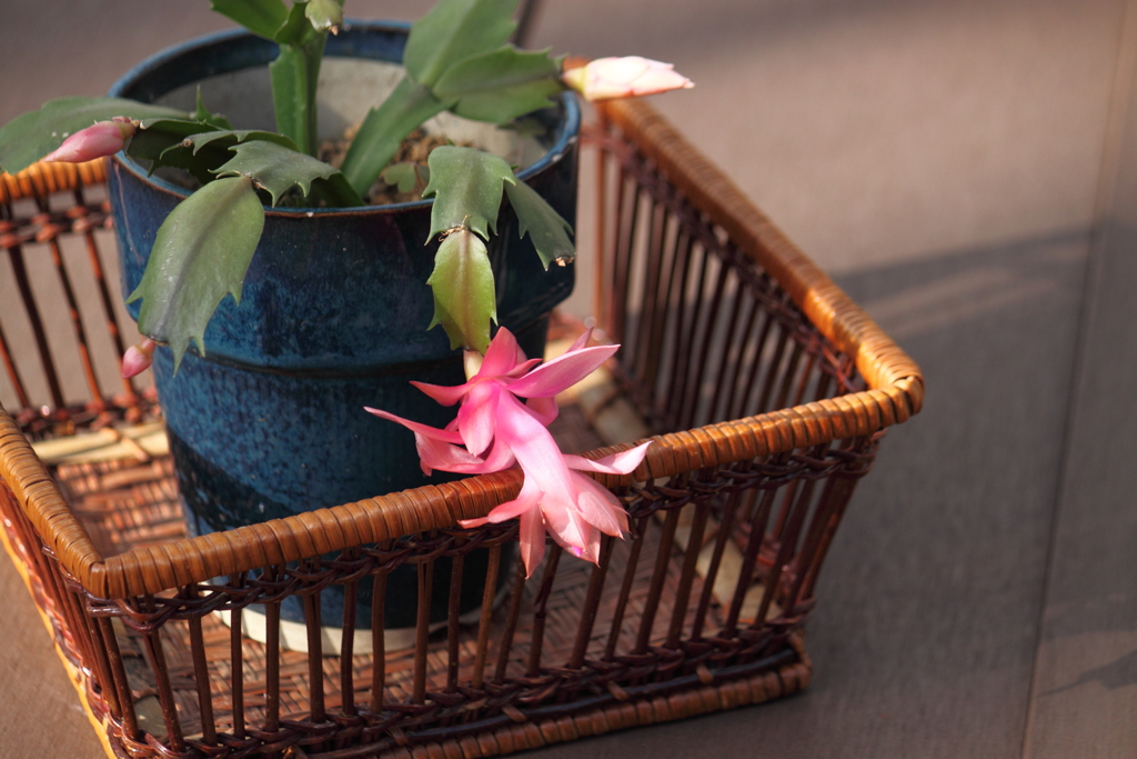 カニバサボテンピンクの花が愛らしい