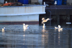 鳥たちも朝は忙しい～？