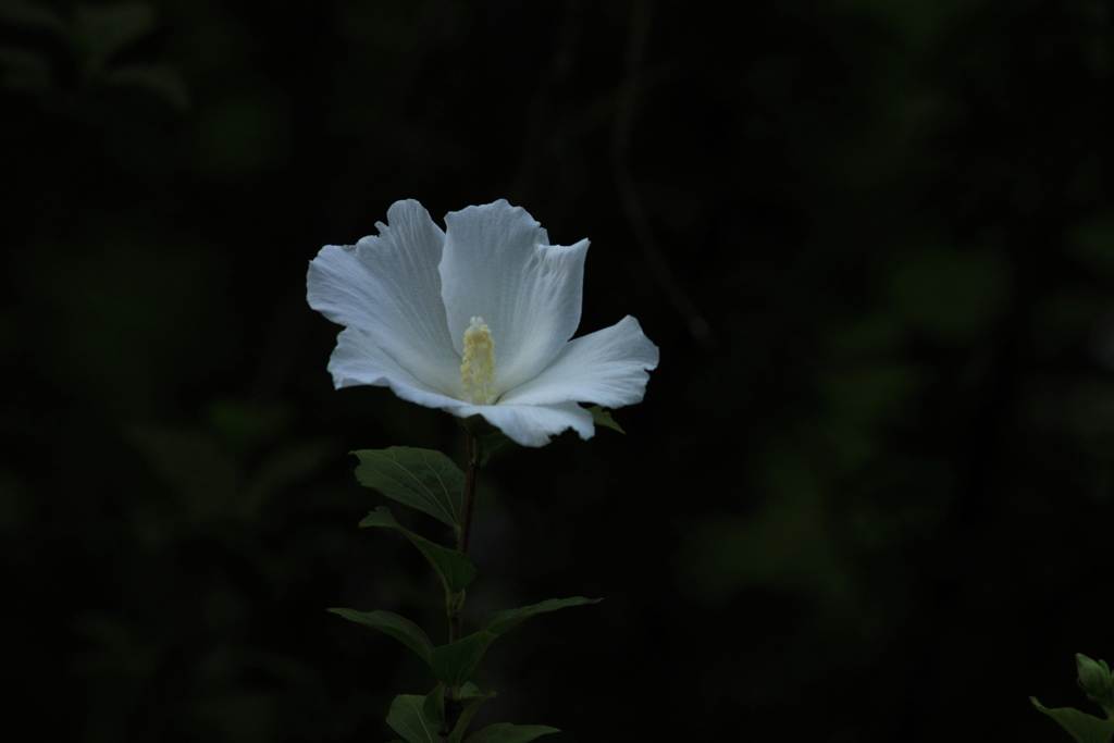 木槿　ひとりぼっち