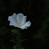 木槿　ひとりぼっち