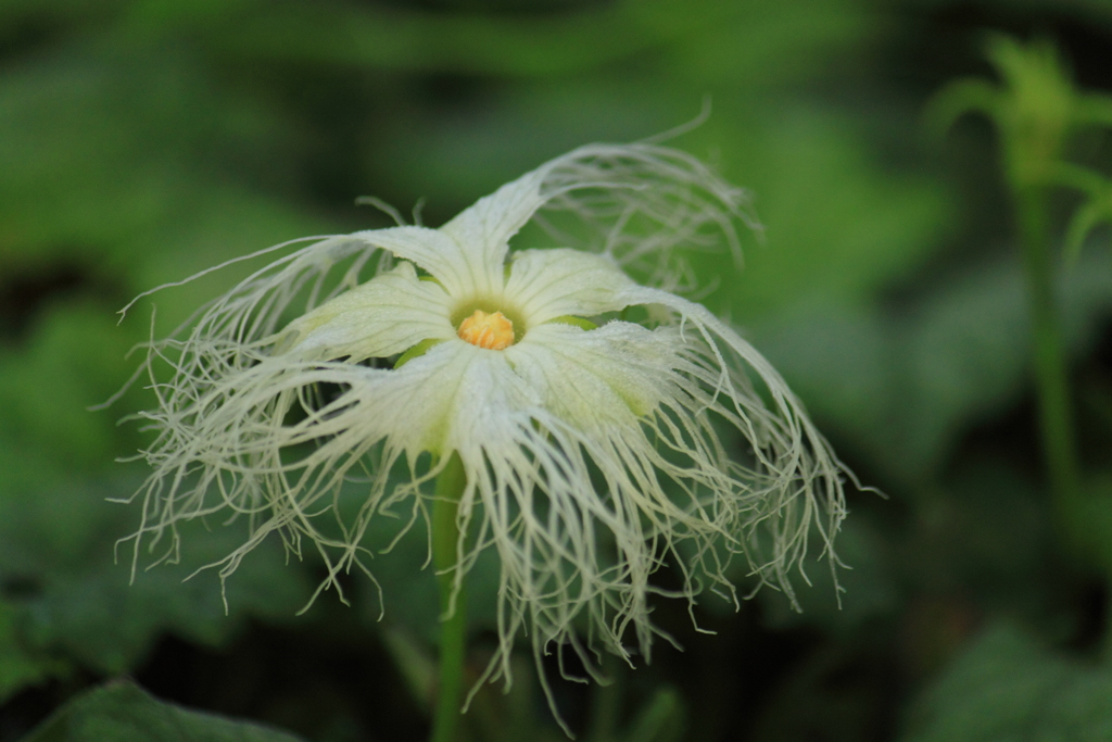 烏瓜の花