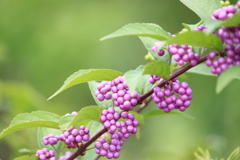 紫式部・・花言葉・・聡明とも