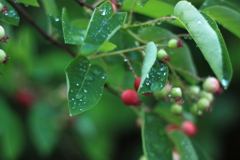 雨後の雫たち　２